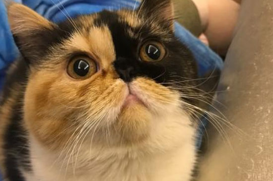 养猫一个月成本