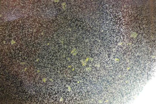 孵化好的丰年虾怎么养