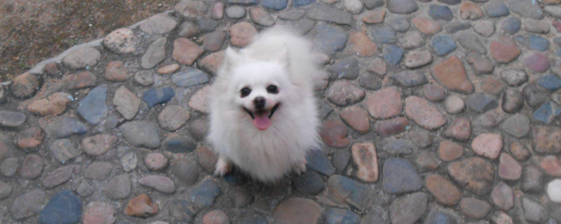两个月博美幼犬吃什么