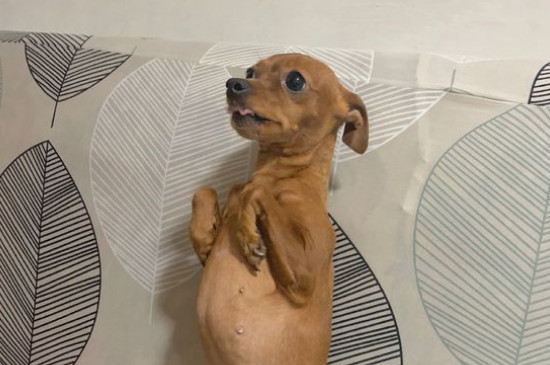 小鹿犬的缺点
