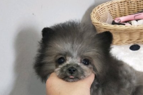 纯种茶杯犬多少钱一只，茶杯犬最低价格大概多少