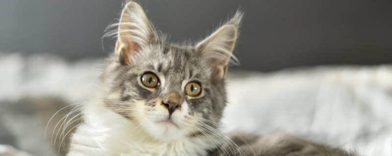 尾巴像鸡毛掸子的猫叫什么
