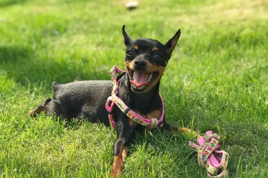 吉娃娃和小鹿犬的区别