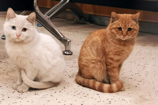 小猫半夜一直叫怎么办