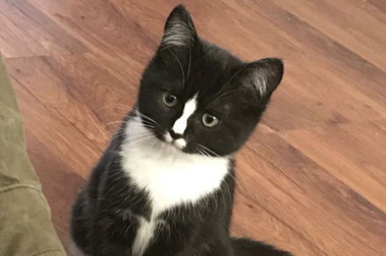 猫藓症状