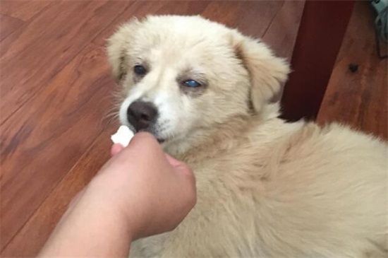 狗狗角膜炎多久能恢复