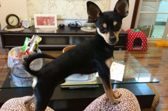 迷你杜宾犬缺点