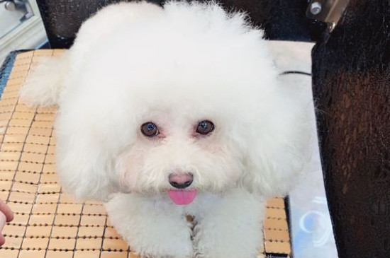 狗为什么喜欢吃骨头