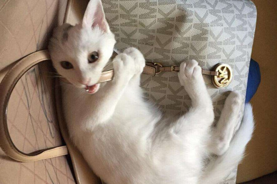 小猫喝什么水