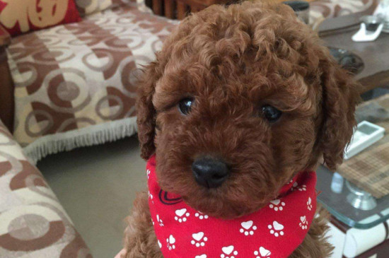 刚出生两三个月的泰迪怎么养，泰迪幼犬的养护注意事项