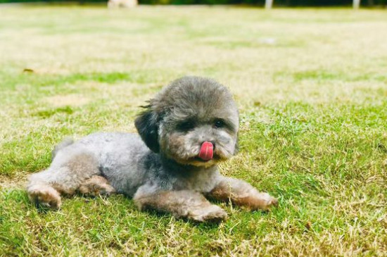 贵宾犬吃什么