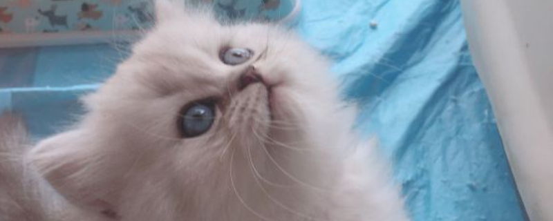 猫咪发完情后会没精神吗