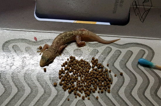 壁虎吃什么蔬菜