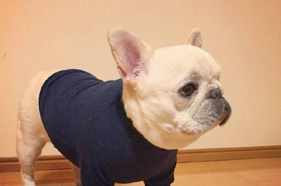 法斗各种叫声代表什么