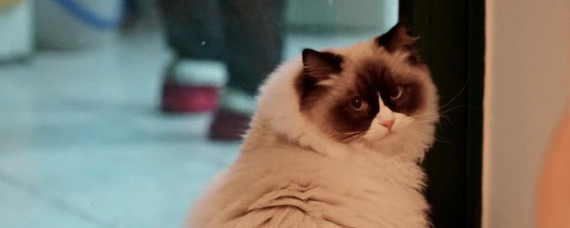 大型猫品种