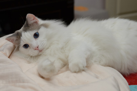 宠物猫睡床上有细菌吗