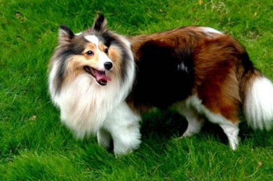 苏格兰牧羊犬吃什么