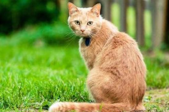 橘色的猫咪有什么品种