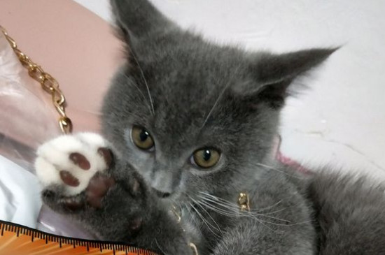 猫咪死了主人不能哭