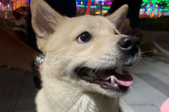 狗咬了多久过安全期