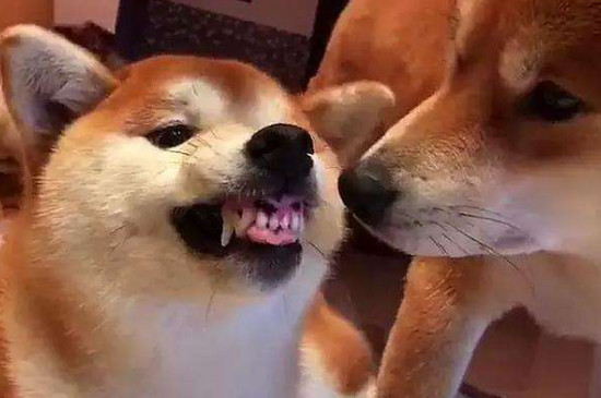 柴犬为什么喜欢龇牙