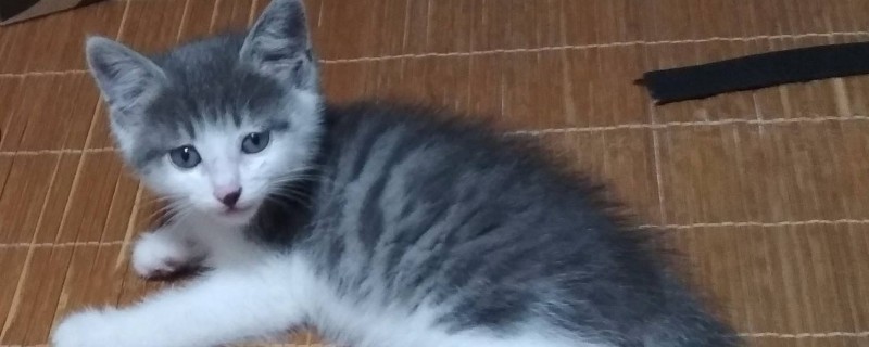 串串蓝猫和纯种区别