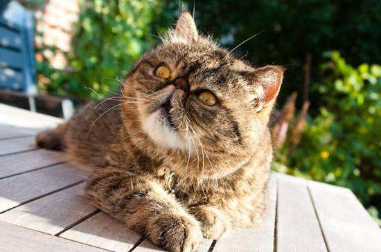 如何解决猫鼻支后遗症
