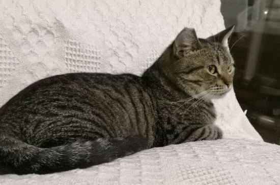 猫咪吐了没消化的猫粮