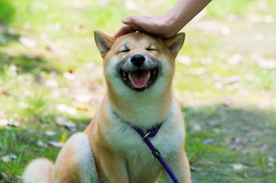 母狗怀孕多少天显肚子