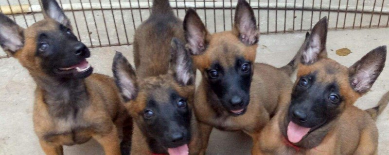 马犬幼犬怎么挑选