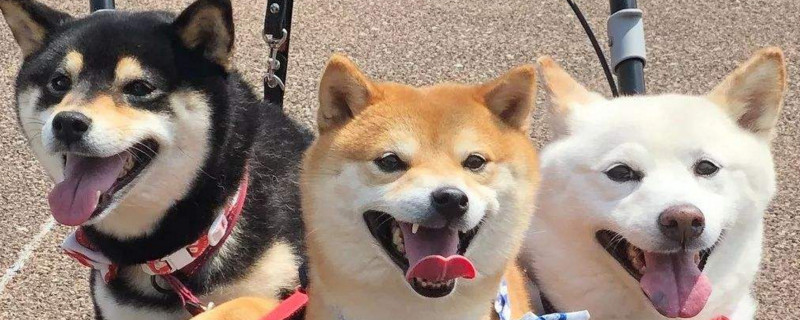为什么柴犬有的叫豆柴