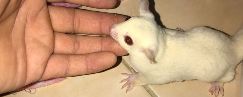 蜜袋鼯半夜像狗一样叫