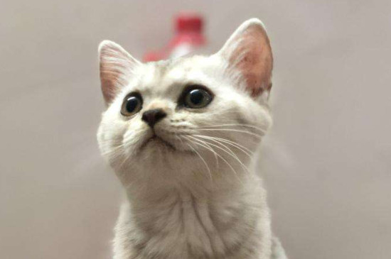 母猫嚎春一般几天结束