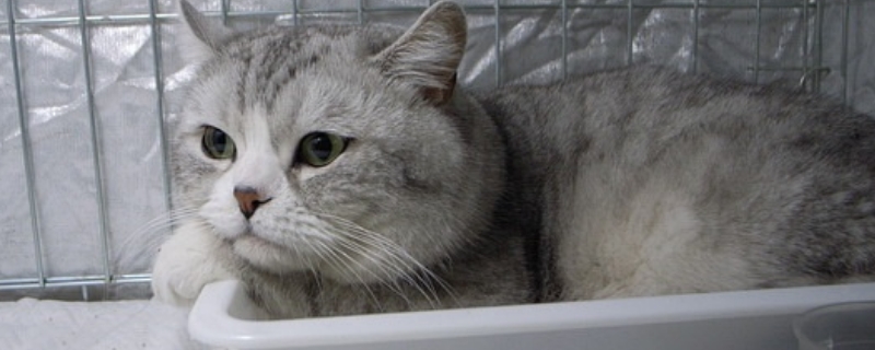 小猫眼睛流眼泪怎么回事