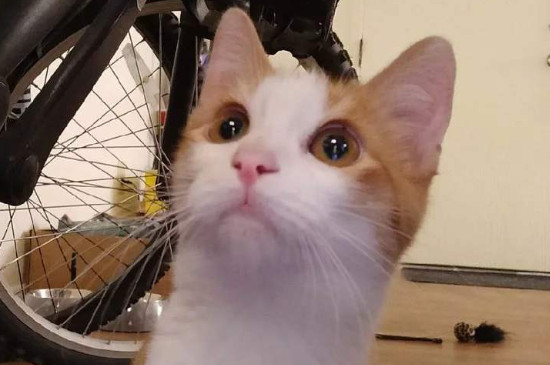 猫有月经吗