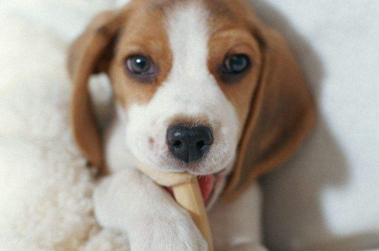 比格犬优缺点