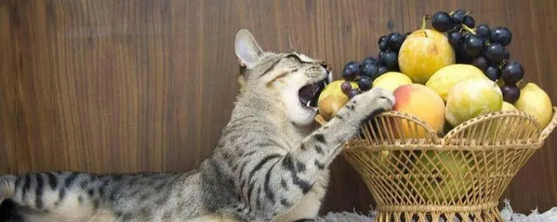 猫可以吃草莓吗