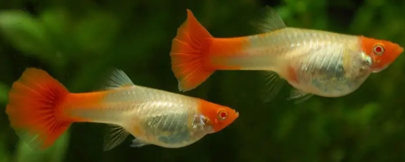 孔雀鱼可以几天不喂食