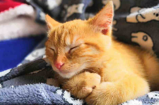 猫的心肌肥厚能活多久