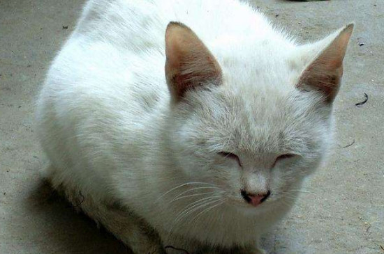 猫咪换毛期持续多久