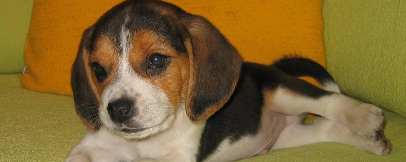 比格犬适合家庭饲养吗