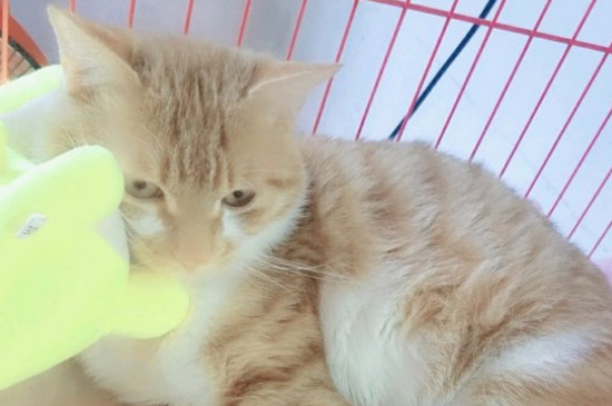 猫发情持续多久