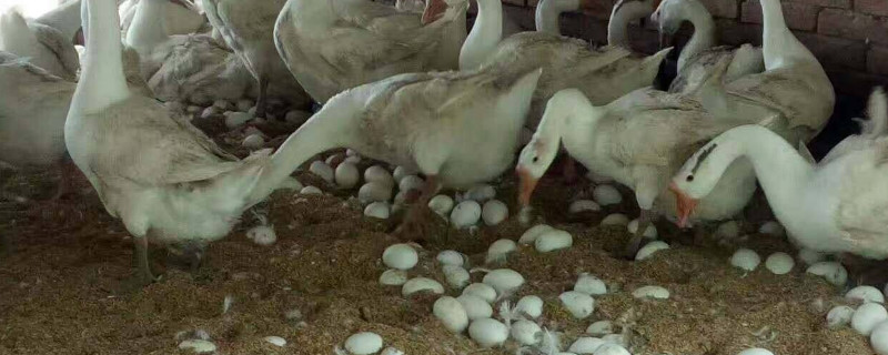鹅吃什么食物爱下蛋