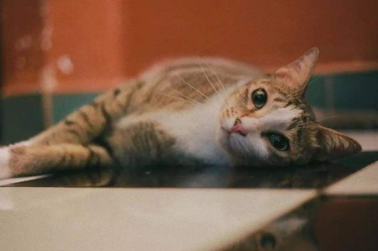 小猫呕吐应该怎么办