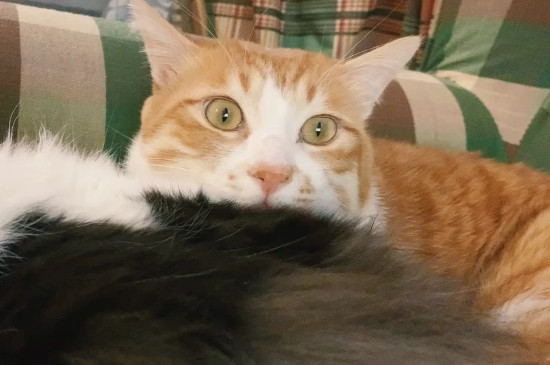 猫能吃胡萝卜吗