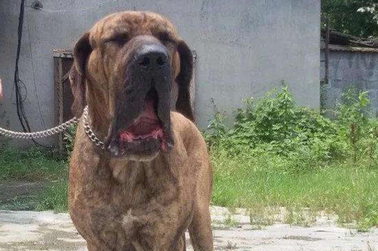 世界上十大禁犬
