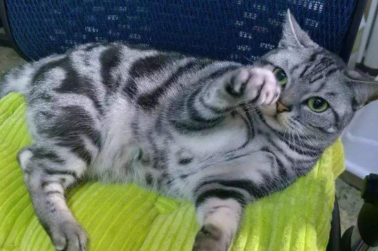 猫尿路感染初期症状
