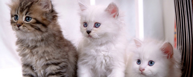 猫智商相当于人的几岁