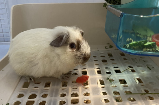 荷兰猪吃什么蔬菜