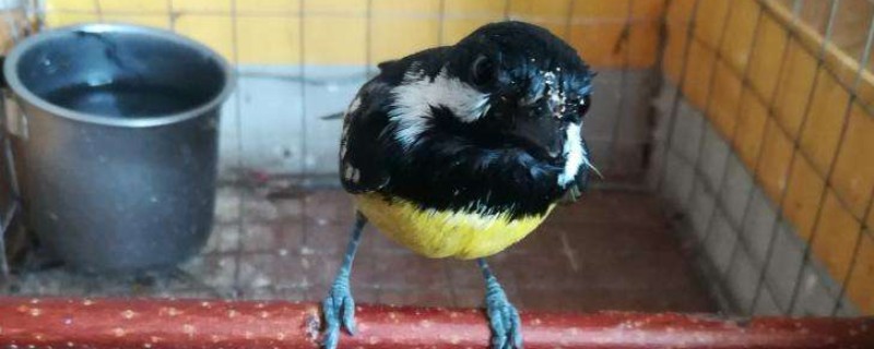 贝子鸟不发口怎么办